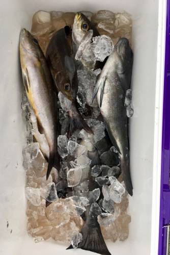 鵜来島家本渡船 釣果