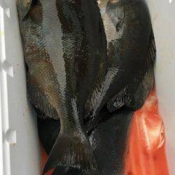 鵜来島家本渡船 釣果