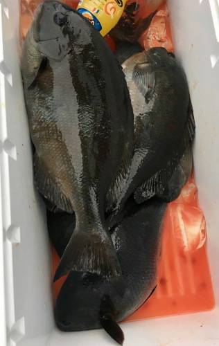 鵜来島家本渡船 釣果