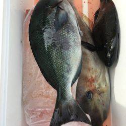 鵜来島家本渡船 釣果