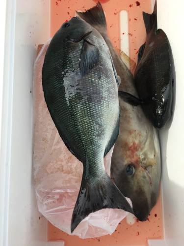 鵜来島家本渡船 釣果