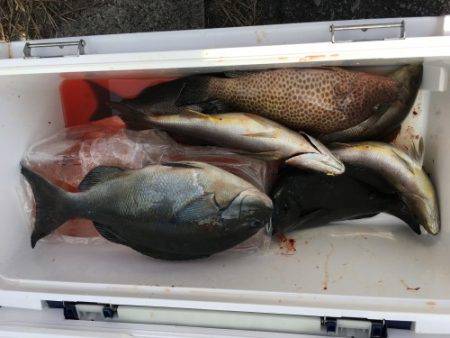 鵜来島家本渡船 釣果