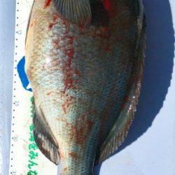 鵜来島家本渡船 釣果