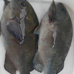 鵜来島家本渡船 釣果