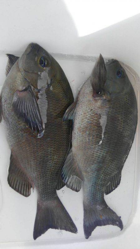 鵜来島家本渡船 釣果