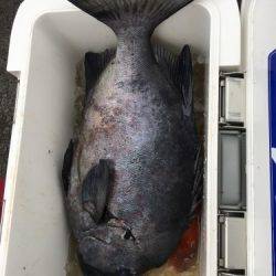 鵜来島家本渡船 釣果