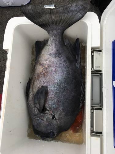 鵜来島家本渡船 釣果