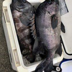 鵜来島家本渡船 釣果