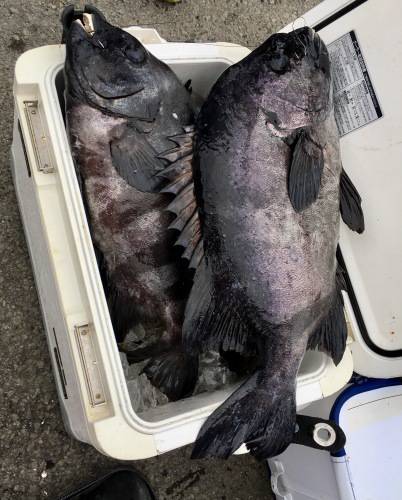 鵜来島家本渡船 釣果