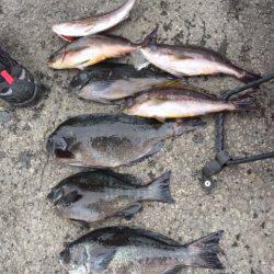 鵜来島家本渡船 釣果