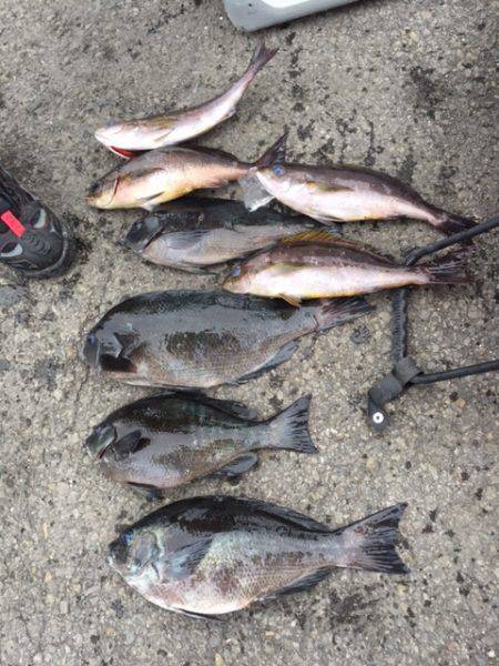 鵜来島家本渡船 釣果