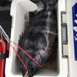 鵜来島家本渡船 釣果