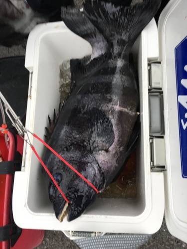 鵜来島家本渡船 釣果