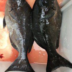 鵜来島家本渡船 釣果