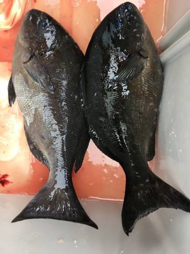 鵜来島家本渡船 釣果