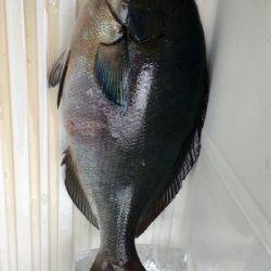 鵜来島家本渡船 釣果