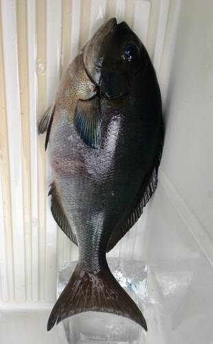 鵜来島家本渡船 釣果