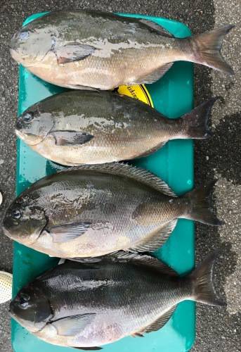 鵜来島家本渡船 釣果