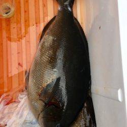 鵜来島家本渡船 釣果