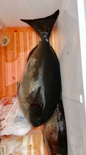 鵜来島家本渡船 釣果