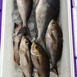 鵜来島家本渡船 釣果