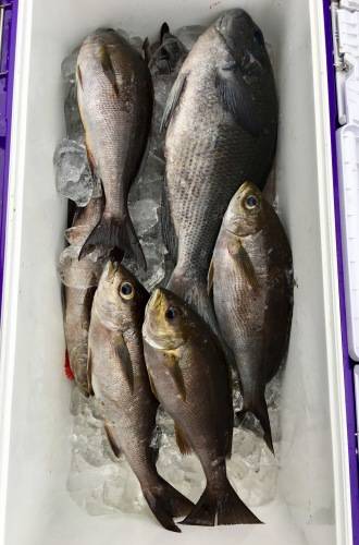 鵜来島家本渡船 釣果