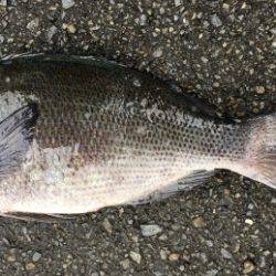 鵜来島家本渡船 釣果