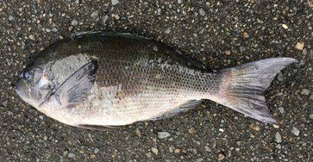 鵜来島家本渡船 釣果