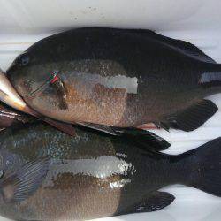 鵜来島家本渡船 釣果