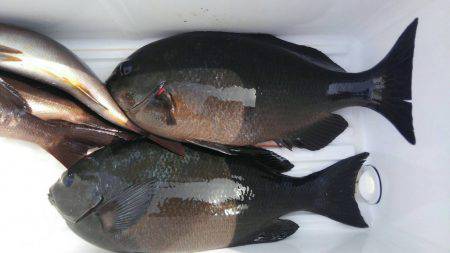 鵜来島家本渡船 釣果