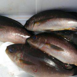 鵜来島家本渡船 釣果