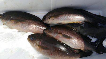 鵜来島家本渡船 釣果