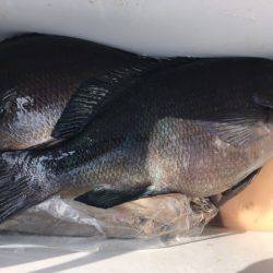 鵜来島家本渡船 釣果