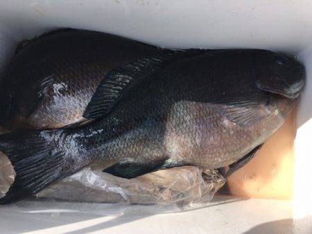 鵜来島家本渡船 釣果