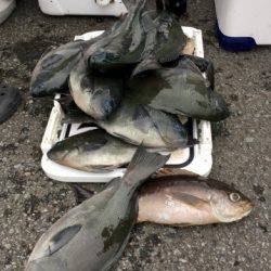 鵜来島家本渡船 釣果