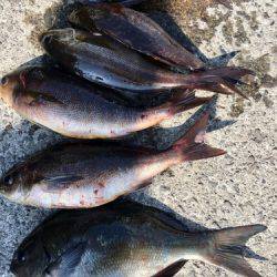 鵜来島家本渡船 釣果