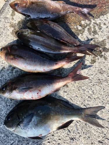 鵜来島家本渡船 釣果