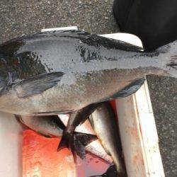 鵜来島家本渡船 釣果