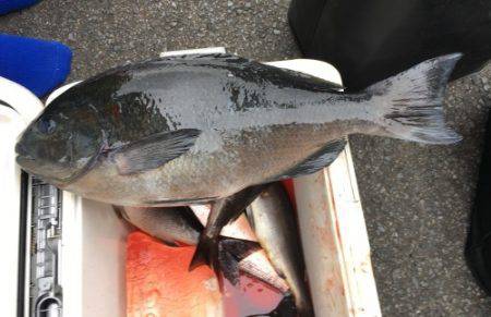 鵜来島家本渡船 釣果