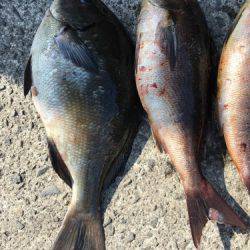 鵜来島家本渡船 釣果