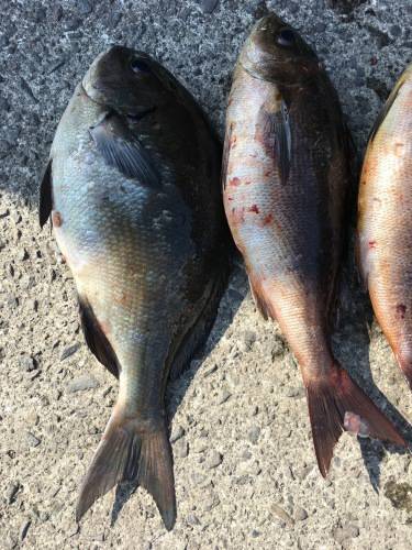 鵜来島家本渡船 釣果