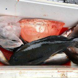 鵜来島家本渡船 釣果