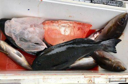 鵜来島家本渡船 釣果