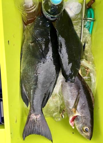 鵜来島家本渡船 釣果