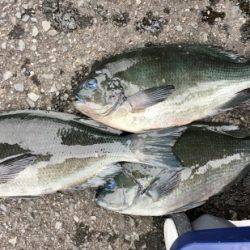 鵜来島家本渡船 釣果