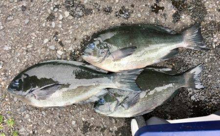 鵜来島家本渡船 釣果