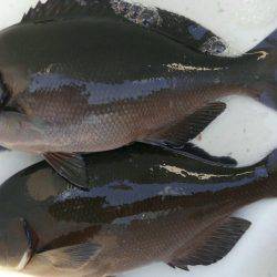 鵜来島家本渡船 釣果