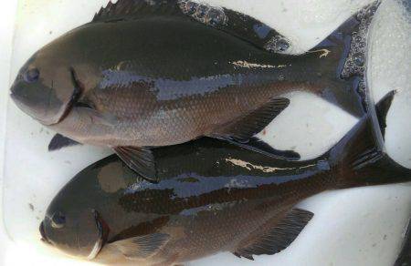 鵜来島家本渡船 釣果