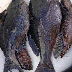 鵜来島家本渡船 釣果