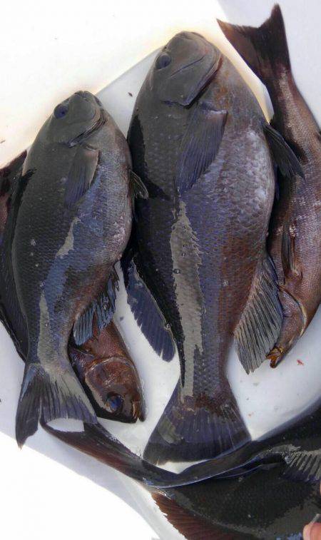 鵜来島家本渡船 釣果